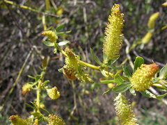 Salix lasiandra