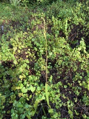 Orthochilus ecristatus