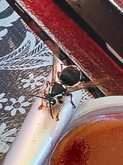 Dolichovespula maculata