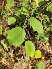 Corylus cornuta