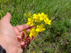 Linum flavum