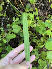 Orthochilus ecristatus