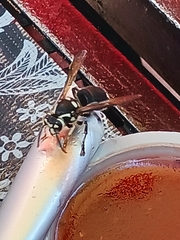 Dolichovespula maculata