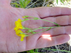 Linum flavum