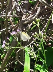 Eurema elathea