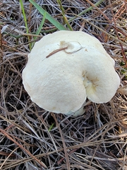 Austroboletus