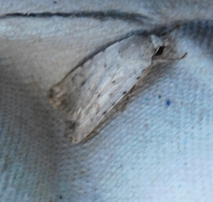 Caradrina