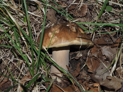 Boletus reticulatus
