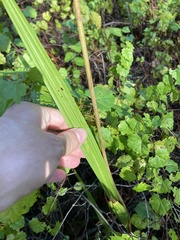 Orthochilus ecristatus