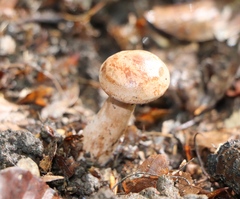 Lactarius quietus