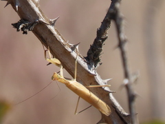 Mantis religiosa