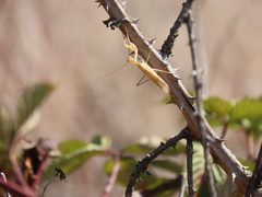 Mantis religiosa