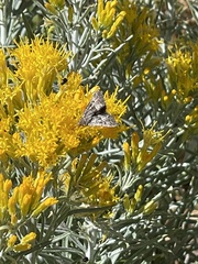 Autographa californica