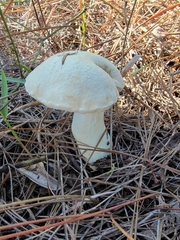 Austroboletus