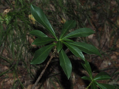 Daphne laureola