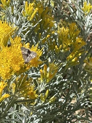 Autographa californica