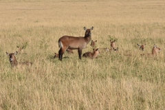 Kobus ellipsiprymnus defassa