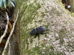 Apterodorcus bacchus