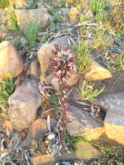 Kalanchoe thyrsiflora