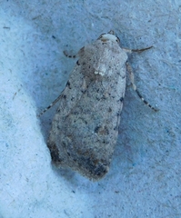 Caradrina
