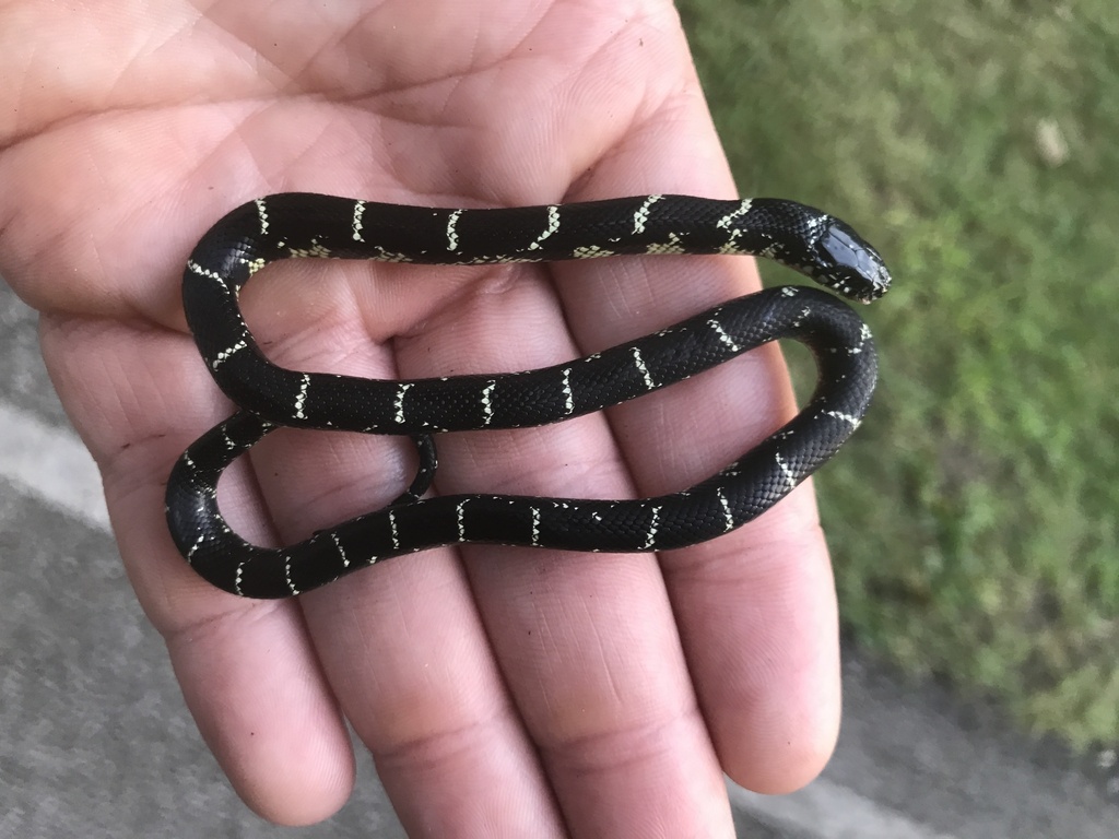 Black Kingsnake from Kings Point Rd, Chattanooga, TN, US on September