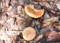 Lactarius quietus