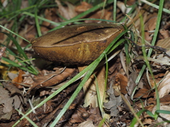 Boletus reticulatus