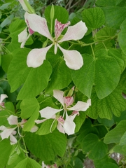 Bauhinia