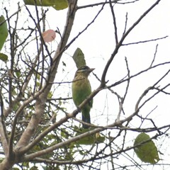 Psilopogon viridis