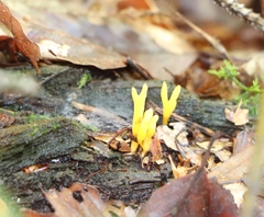 Calocera viscosa