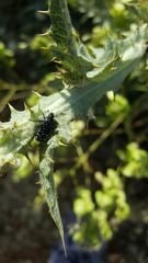 Oxythyrea noemi