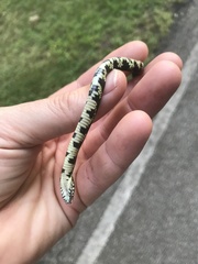 Lampropeltis nigra