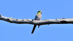 Purpureicephalus spurius