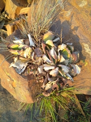 Kalanchoe thyrsiflora