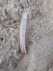 Ensis