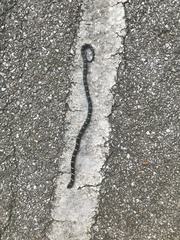 Lampropeltis nigra