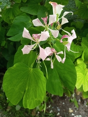 Bauhinia