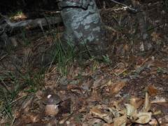 Boletus aereus