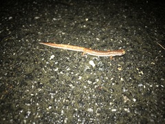 Hemidactylium scutatum