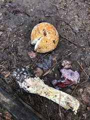 Amanita muscaria