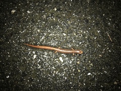 Hemidactylium scutatum