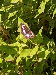 Limenitis reducta