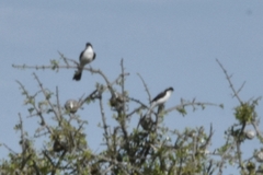 Lanius excubitoroides