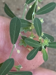 Phyllanthus polygonoides