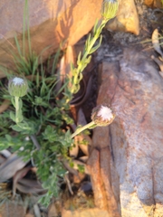 Pseudopegolettia tenella