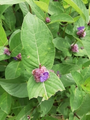 Neuracanthus sphaerostachyus