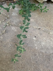 Phyllanthus polygonoides