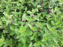 Neuracanthus sphaerostachyus