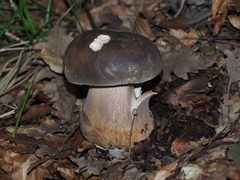 Boletus aereus