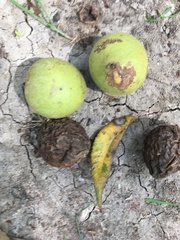 Juglans nigra